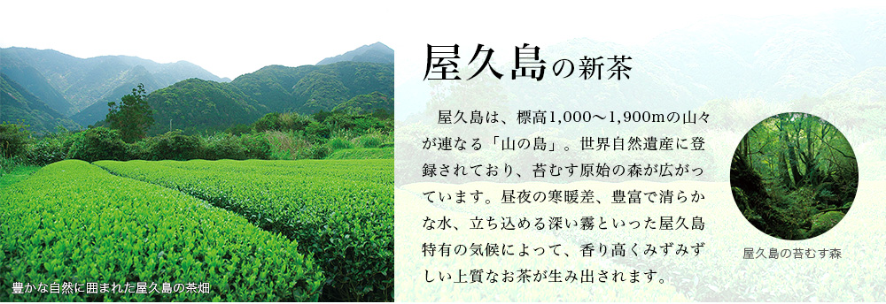 屋久島の新茶