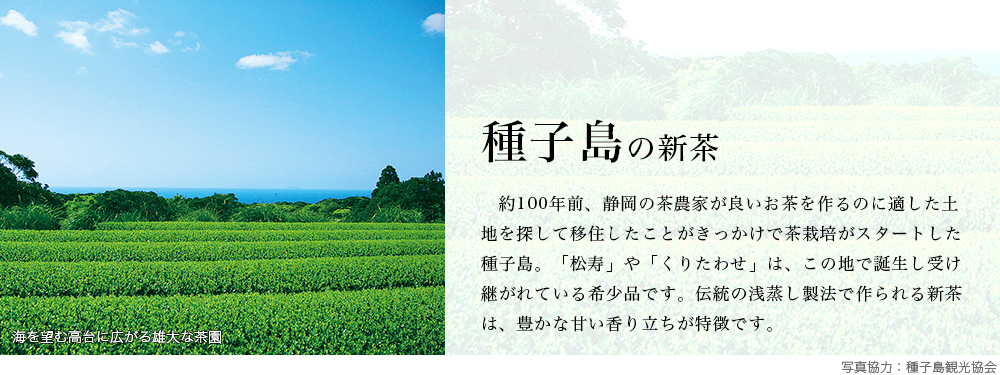 種子島の新茶
