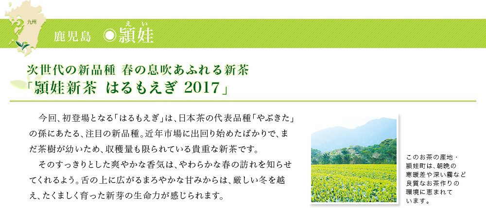 頴娃新茶 はるもえぎ 2017