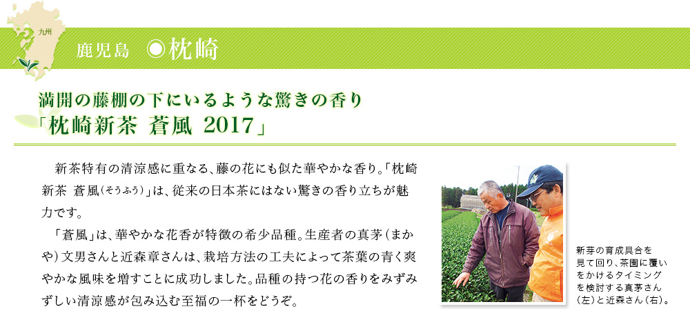 枕崎新茶 蒼風 2017