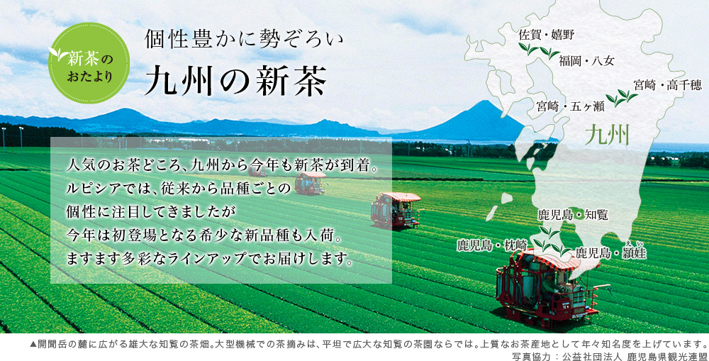九州の新茶