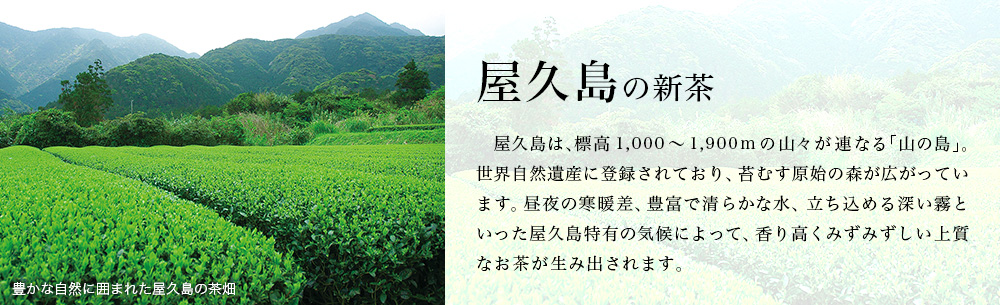 屋久島の新茶