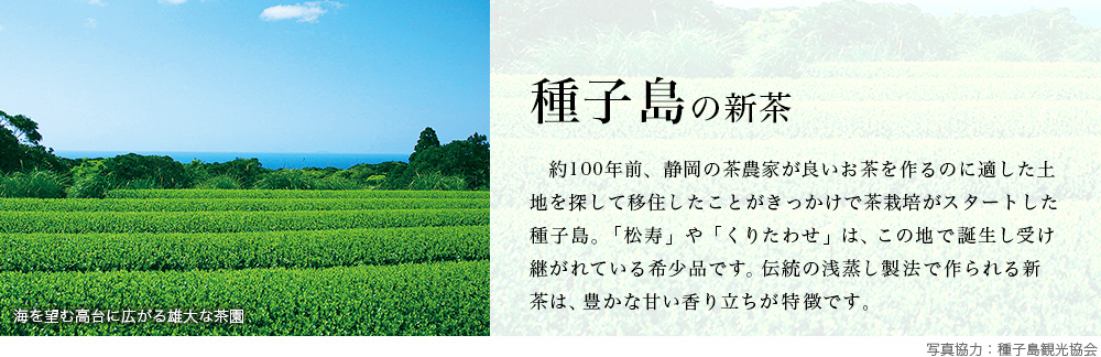 種子島の新茶
