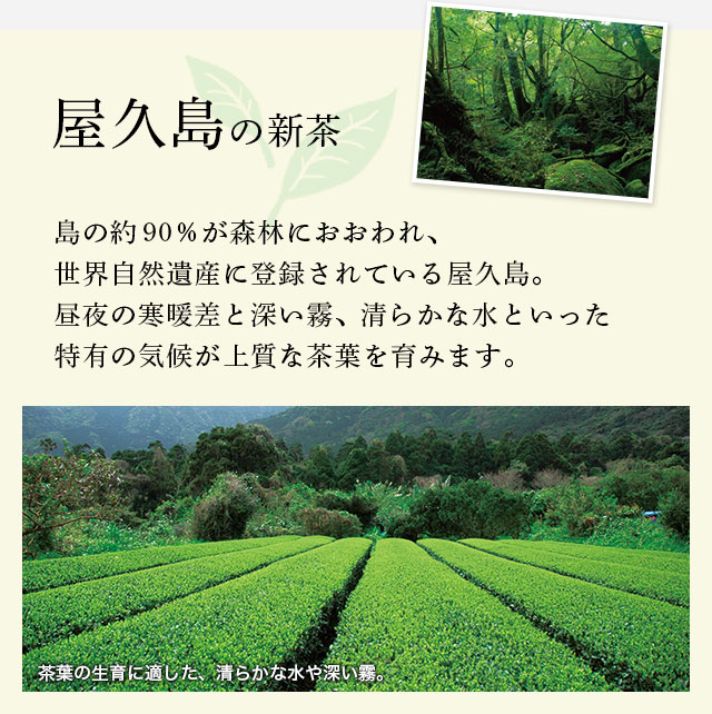 LUPICIA】種子島、屋久島の新茶 -屋久島: | LUPICIA ONLINE STORE